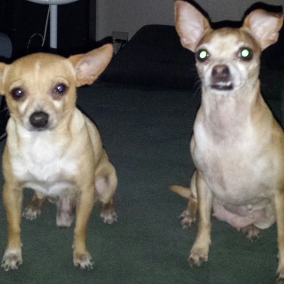 Meet your Posher, Simy - Picture 1 of 1